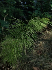 Equisetum
