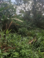 Hedychium coronarium