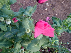 Papaver somniferum