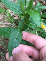 Oenothera