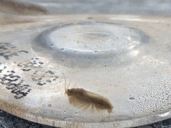 Leptestheria compleximanus