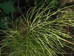 Equisetum