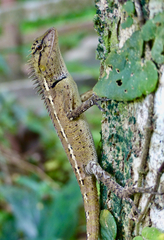 Calotes emma
