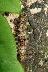 Lymantriinae
