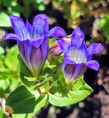 Gentiana calycosa