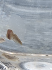 Leptestheria compleximanus