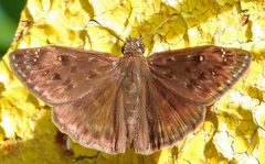 Erynnis horatius