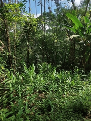 Hedychium coronarium