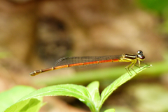 Argiocnemis rubescens