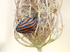 Graphosoma italicum italicum