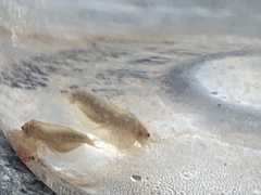 Leptestheria compleximanus