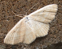 Scopula inductata