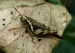 Xenocatantops humilis