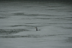 Microcarbo melanoleucos