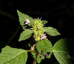 Galeopsis bifida