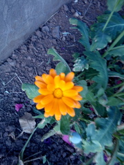 Calendula officinalis