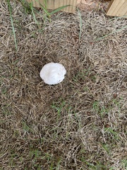 Fungi