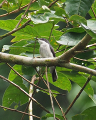 Hemipus hirundinaceus