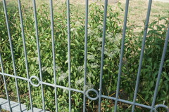 Falcaria vulgaris