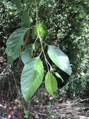 Alniphyllum pterospermum