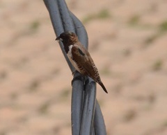 Spermestes cucullata