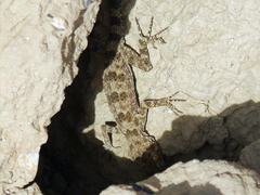 Tenuidactylus fedtschenkoi