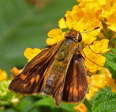 Hylephila phyleus