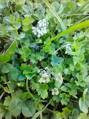 Helosciadium repens