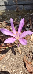 Colchicum