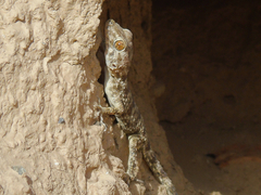 Tenuidactylus fedtschenkoi