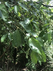 Alniphyllum pterospermum