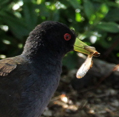 Zapornia flavirostra