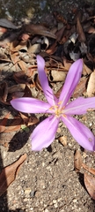 Colchicum