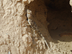 Tenuidactylus fedtschenkoi