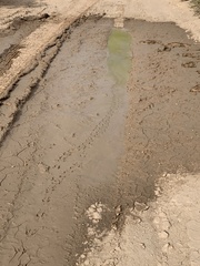 Leptestheria compleximanus