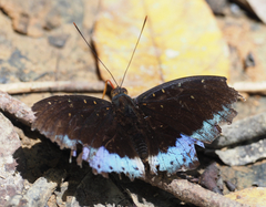 Lexias pardalis dirteana