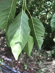Alniphyllum pterospermum