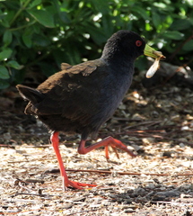 Zapornia flavirostra