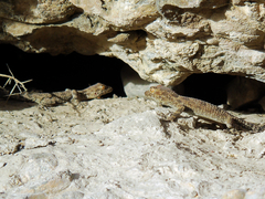 Tenuidactylus fedtschenkoi