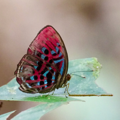 Paralaxita damajanti