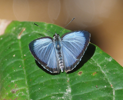 Acytolepis puspa