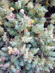 Kalanchoe fedtschenkoi