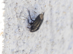 Macroscytus brunneus