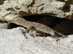 Tenuidactylus fedtschenkoi