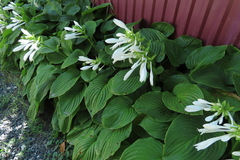 Hosta plantaginea