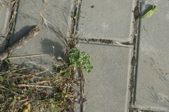 Euphorbia falcata