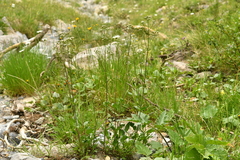 Valeriana montana