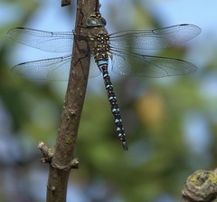 Aeshna mixta