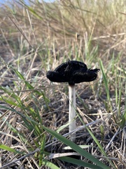 Coprinus