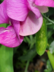 Lathyrus latifolius